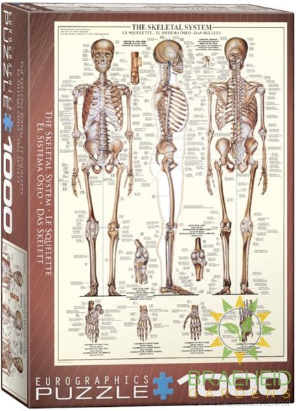 The Skeletal System Puzzle