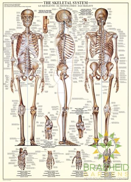 The Skeletal System Puzzle