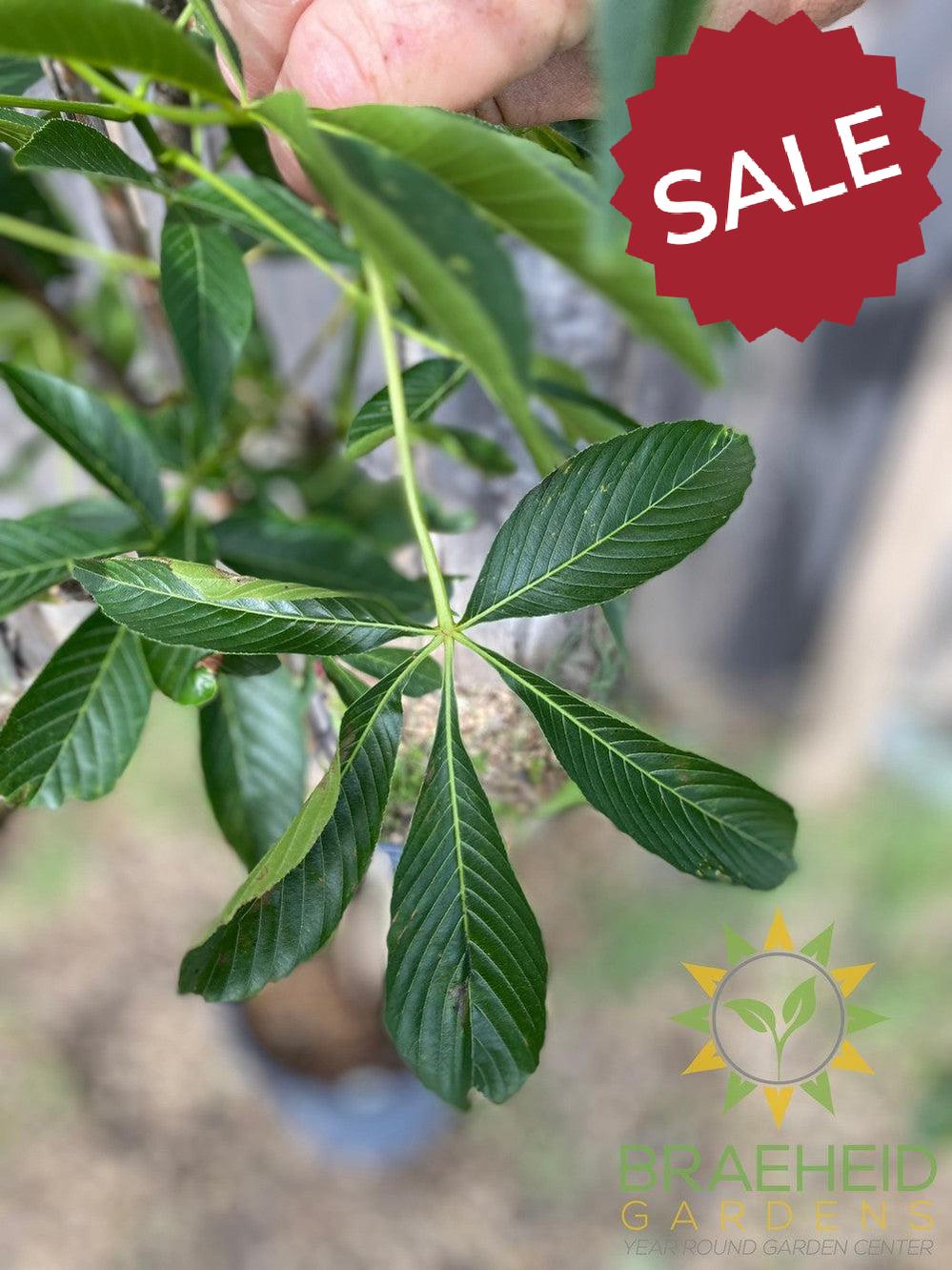 Autumn Splendor Buckeye- Tree for sale, Grown in Grande Prairie -Braeheid Gardens Ltd. on Emerson Trail