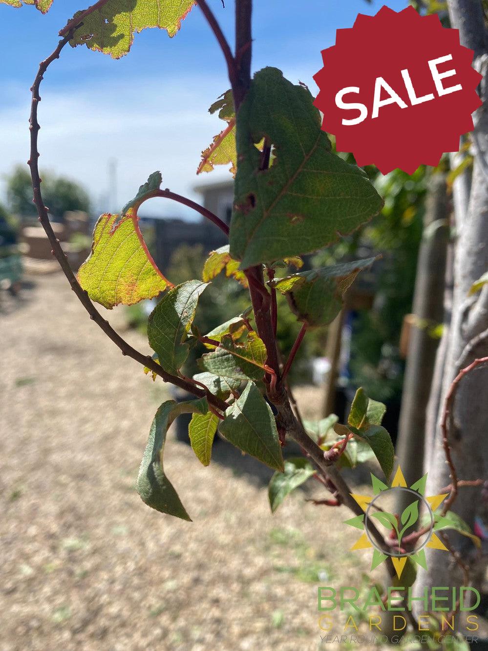 Sweetheart Mayday- Tree for sale, Grown in Grande Prairie -Braeheid Gardens Ltd. on Emerson Trail