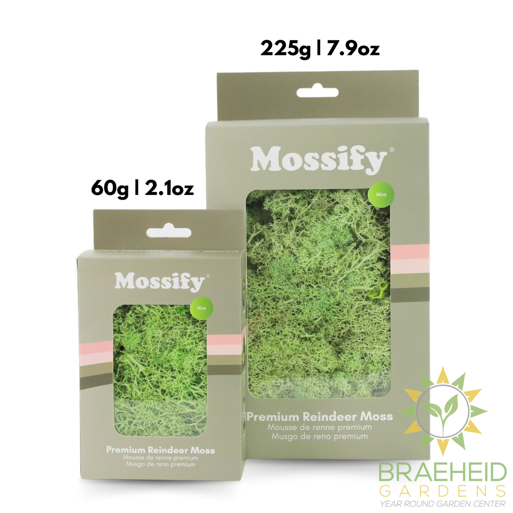Premium Preserved Reindeer Moss