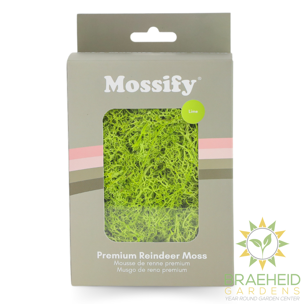 Premium Preserved Reindeer Moss
