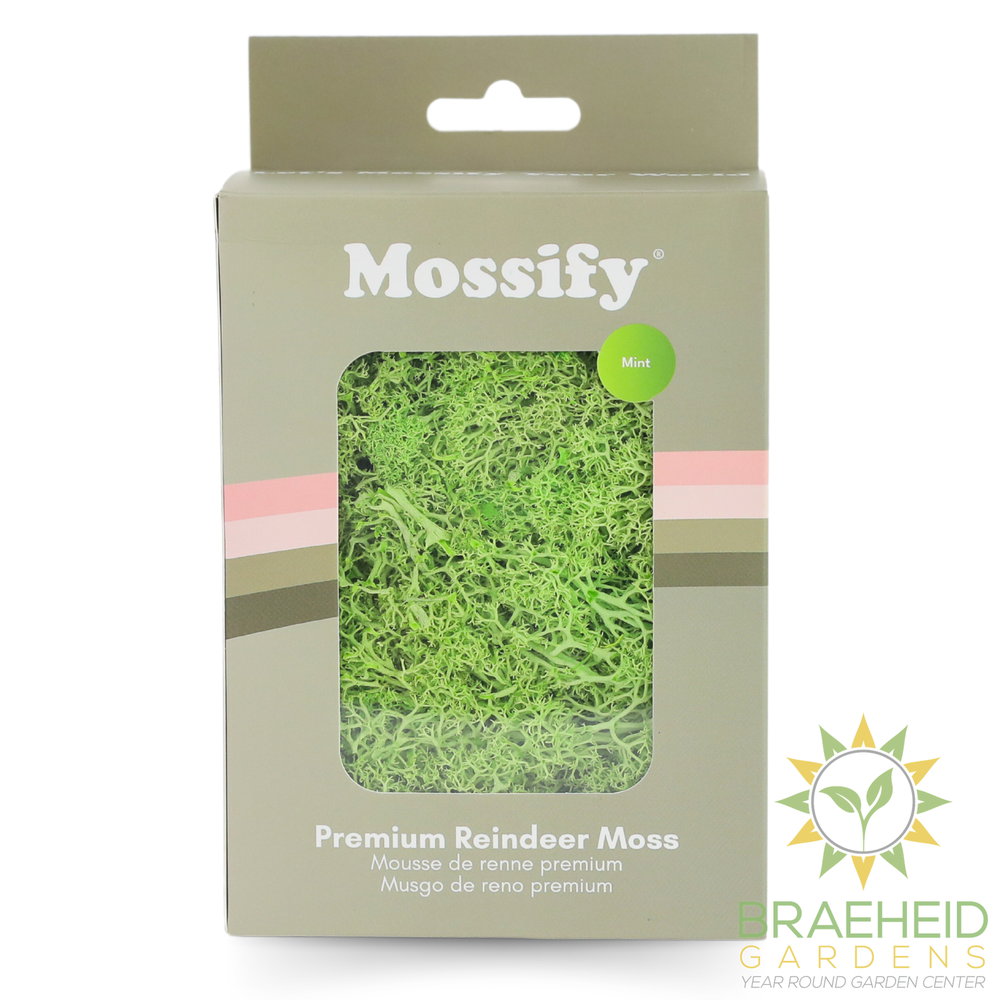 Premium Preserved Reindeer Moss