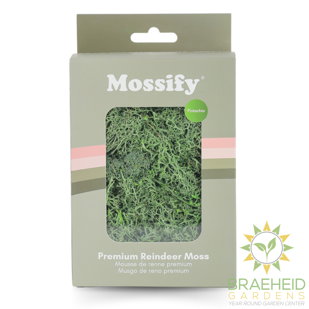 Premium Preserved Reindeer Moss