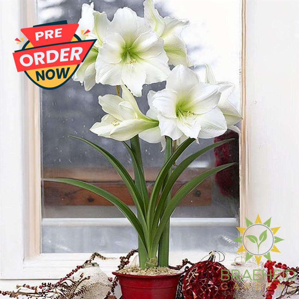Amaryllis Bulb Gift Box - NO SHIP -