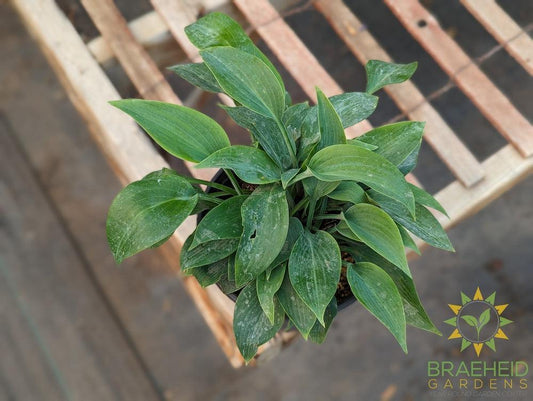 Canadian Blue Hosta - NO SHIP -