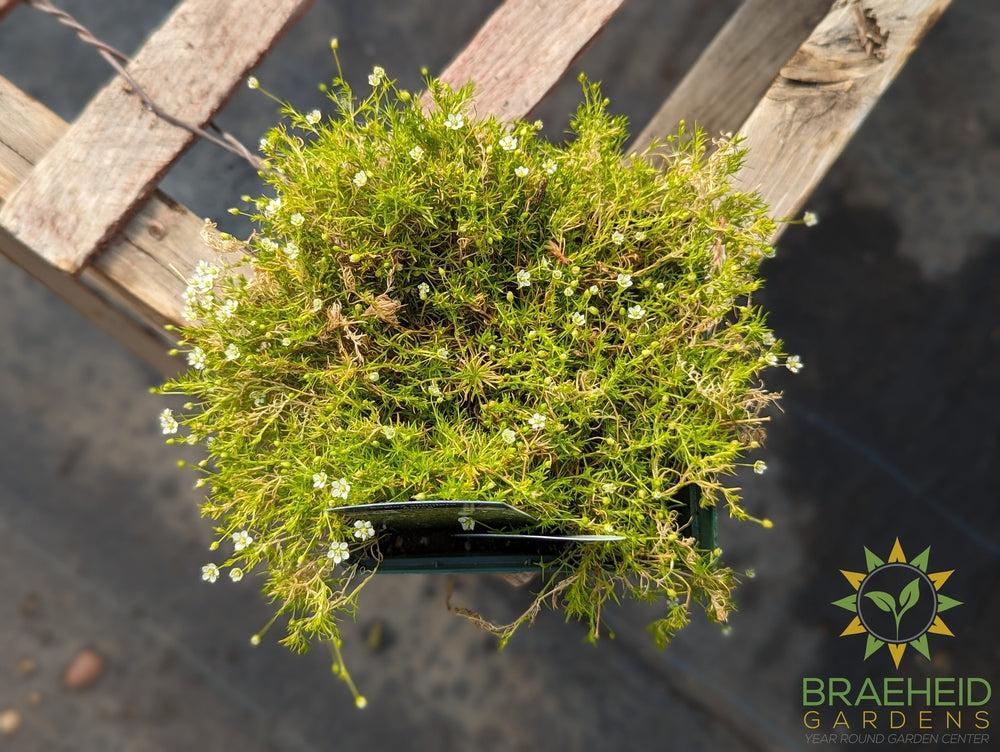 Irish Moss Aurea - NO SHIP -