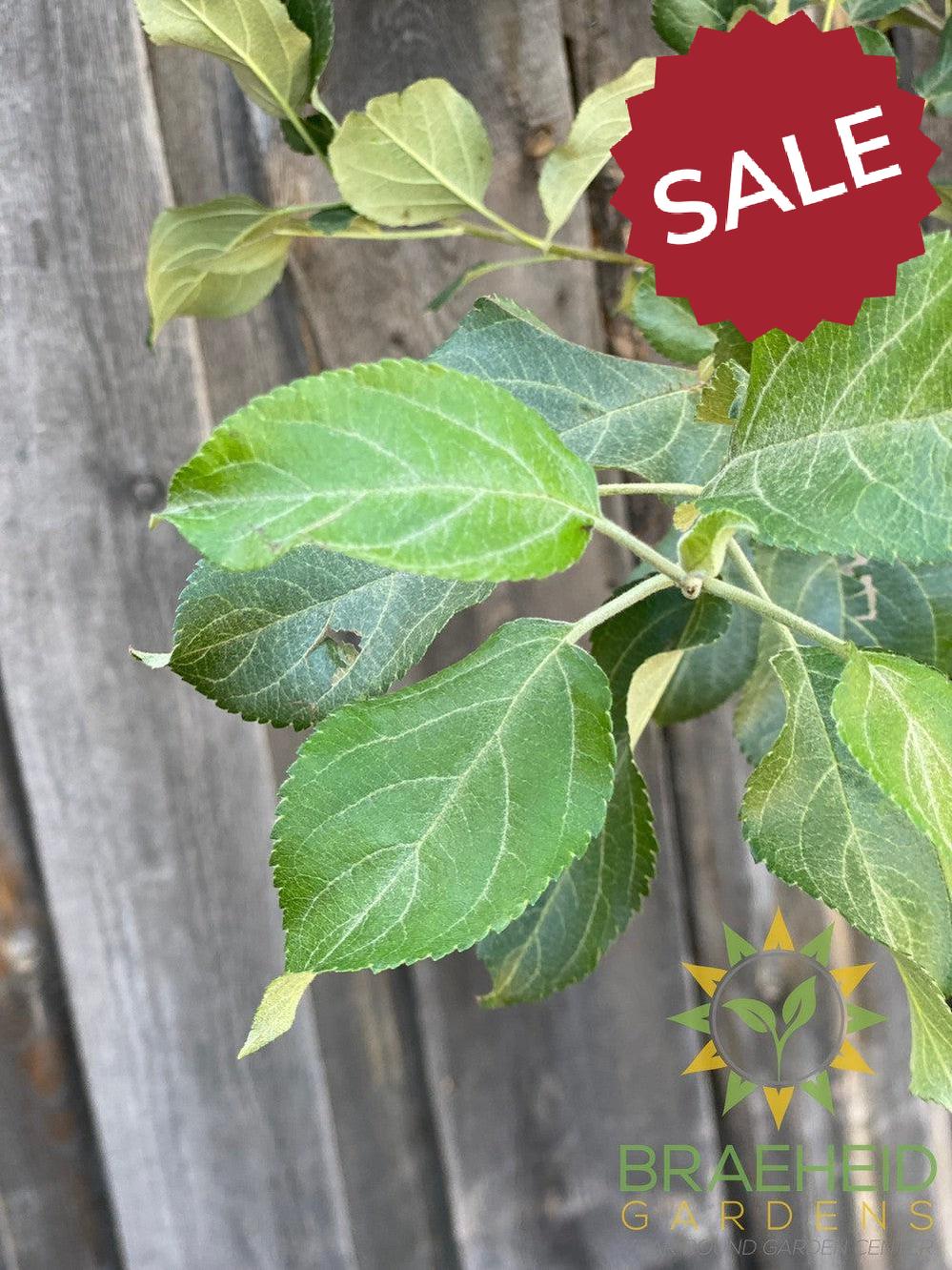 Honeycrisp Apple- Tree for sale, Grown in Grande Prairie -Braeheid Gardens Ltd. on Emerson Trail