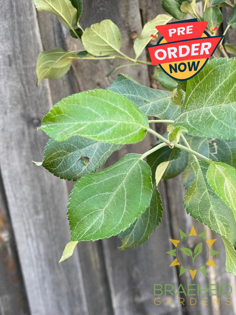Honeycrisp Apple- Tree for sale, Grown in Grande Prairie -Braeheid Gardens Ltd. on Emerson Trail