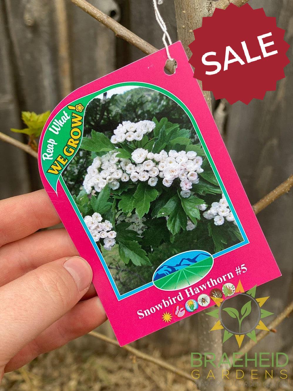 Snowbird Hawthorn- Tree for sale, Grown in Grande Prairie -Braeheid Gardens Ltd. on Emerson Trail
