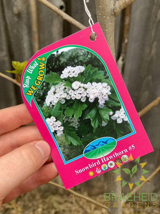 Snowbird Hawthorn- Tree for sale, Grown in Grande Prairie -Braeheid Gardens Ltd. on Emerson Trail
