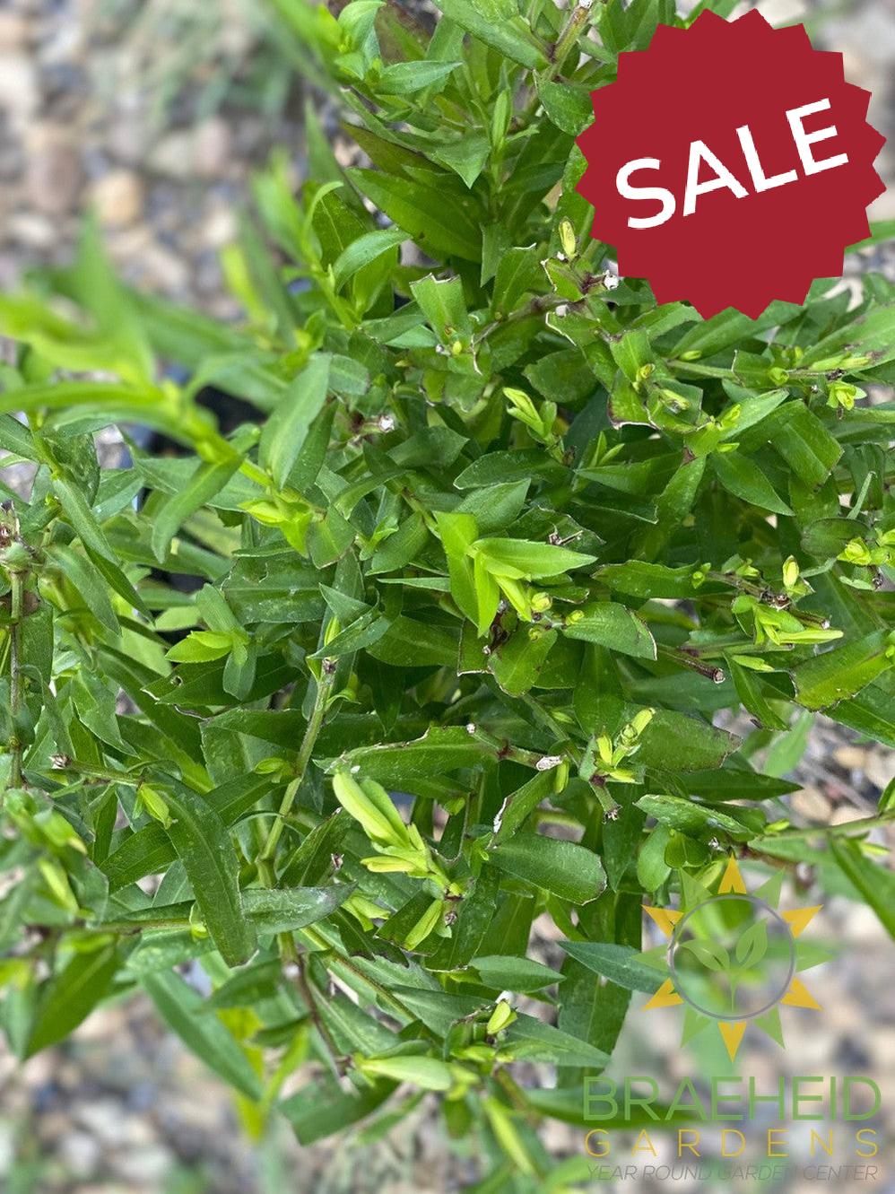 Aster 'Wood's Blue' - NO SHIP -
