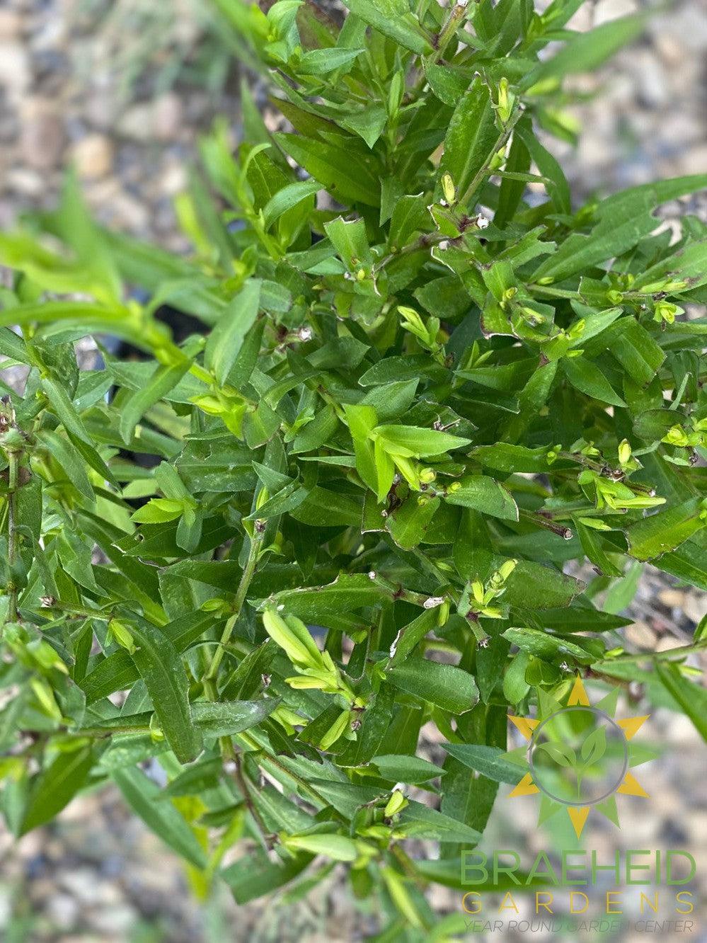 Aster 'Wood's Blue' - NO SHIP -