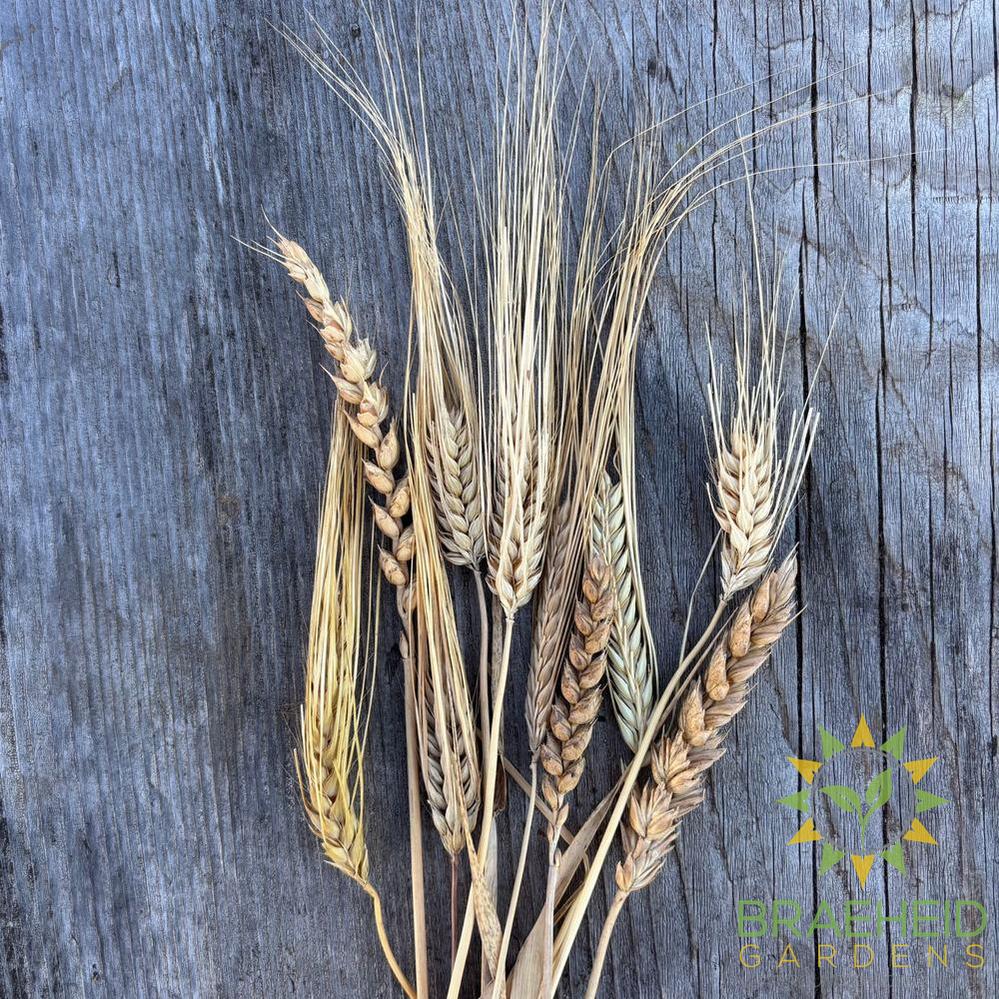 Wheat Spray