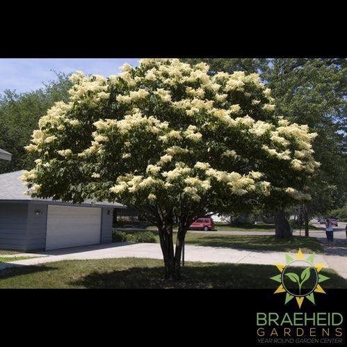 Snowdance™ Japanese Tree Lilac- Tree for sale, Grown in Grande Prairie -Braeheid Gardens Ltd. on Emerson Trail