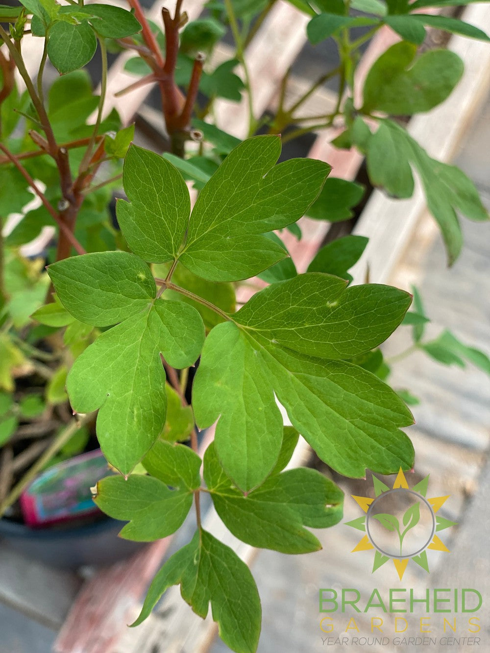 Old Fashioned Bleeding Heart