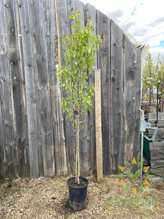 Paskapoo Poplar- Tree for sale, Grown in Grande Prairie -Braeheid Gardens Ltd. on Emerson Trail