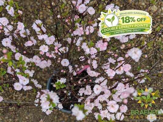 Buy double flowering plum in Grande prairie