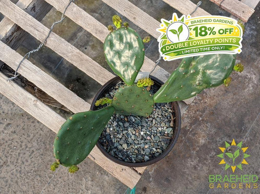 Opuntia 'Compressa' yellow flower - Cold Hardy