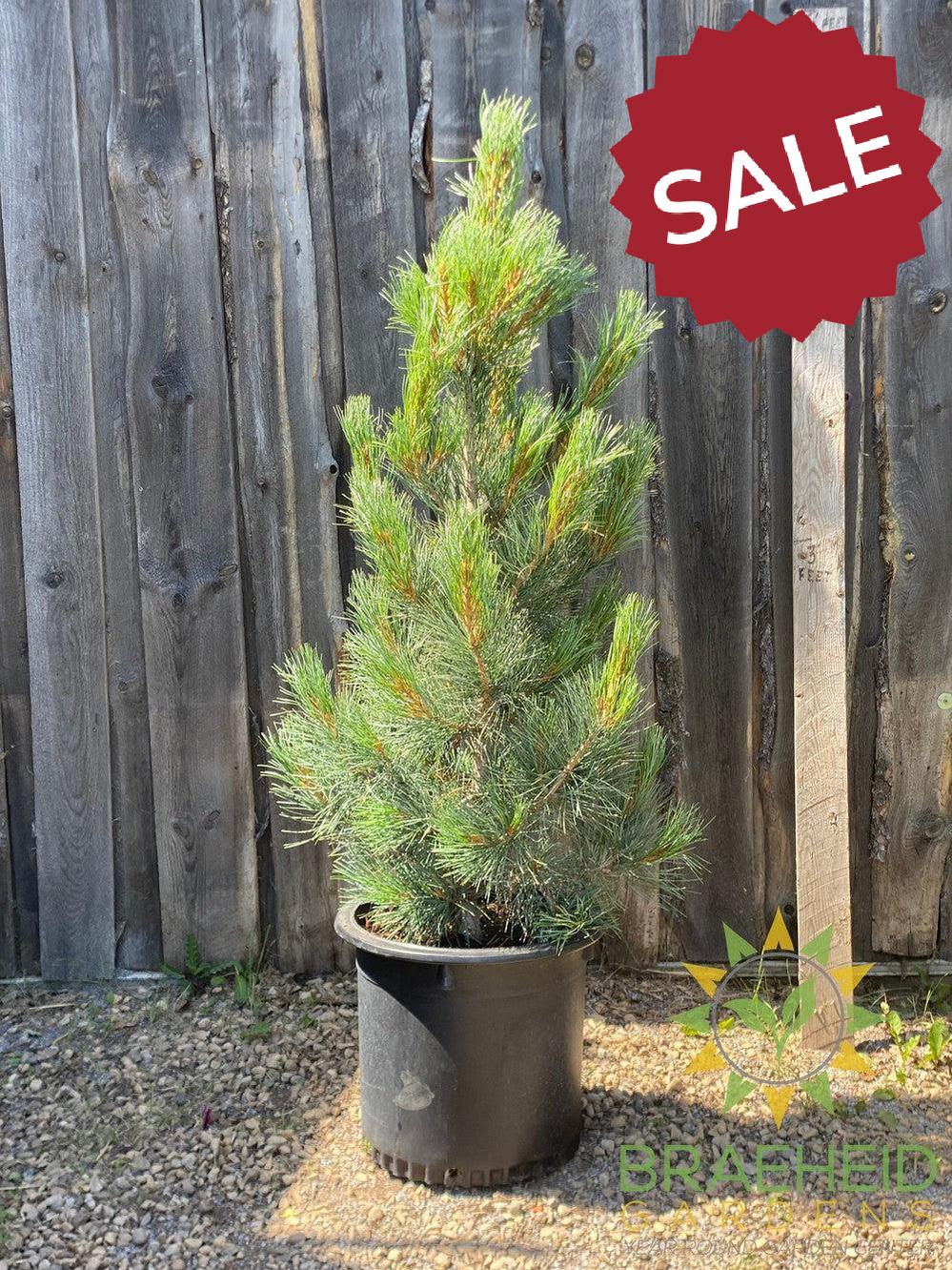 Blue Swiss Stone Pine- Tree for sale, Grown in Grande Prairie -Braeheid Gardens Ltd. on Emerson Trail