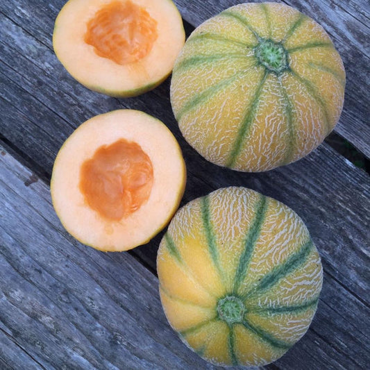 Minnesota Midget Melon