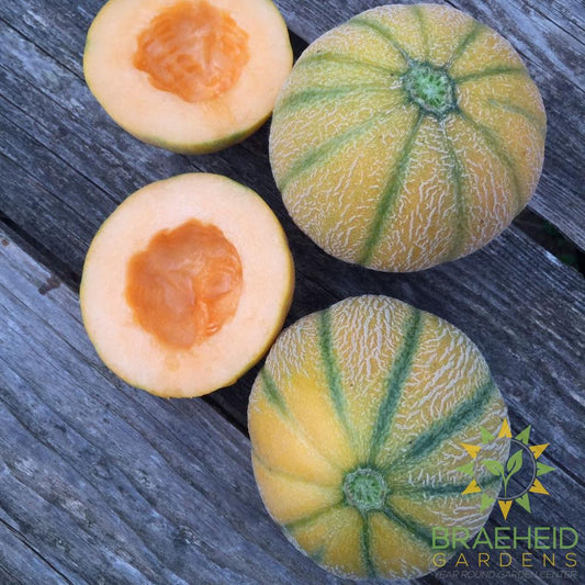 Minnesota Midget Melon