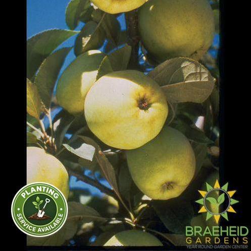 Heyer #12 Apple- Tree for sale, Grown in Grande Prairie -Braeheid Gardens Ltd. on Emerson Trail