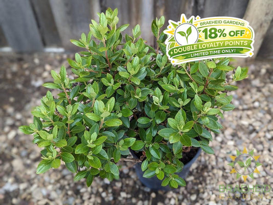 P.J.M. Elite Rhododendron