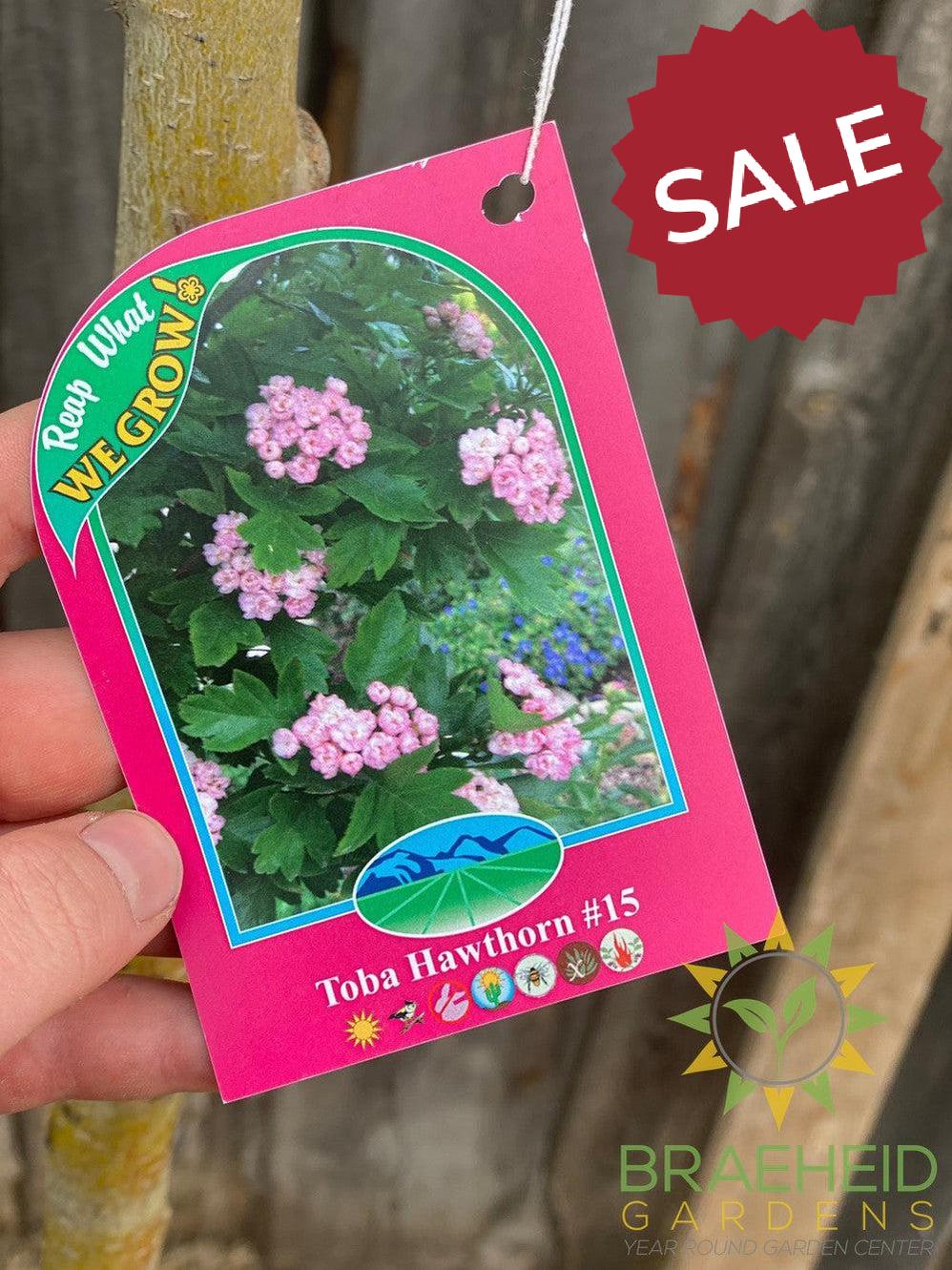 Toba Hawthorn- Tree for sale, Grown in Grande Prairie -Braeheid Gardens Ltd. on Emerson Trail
