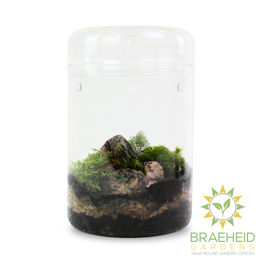 Revita-Moss Mixed Pack