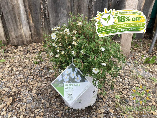 Happy Face® White Potentilla