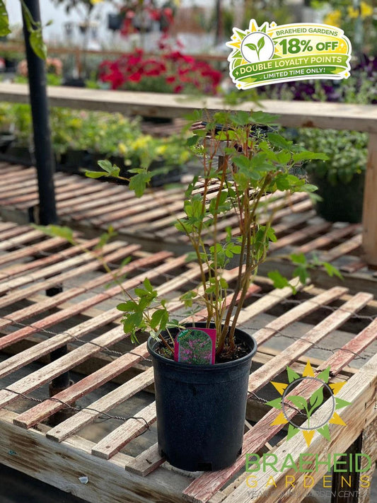 Old Fashioned Bleeding Heart
