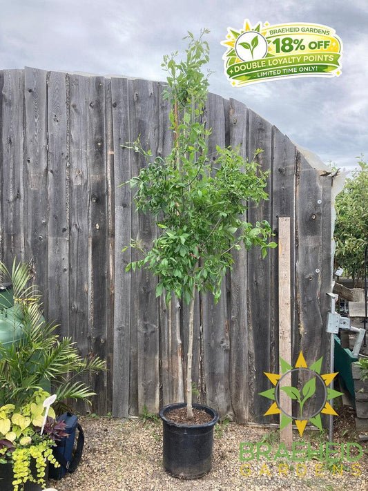 Trojan Green Ash- Tree for sale, Grown in Grande Prairie -Braeheid Gardens Ltd. on Emerson Trail