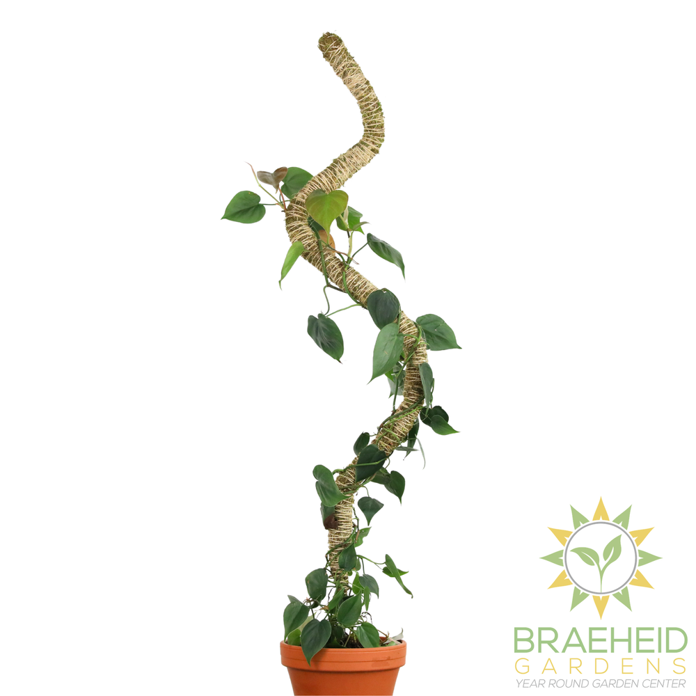 The Original Bendable Moss Pole⢠- Best Seller (Pins Included)