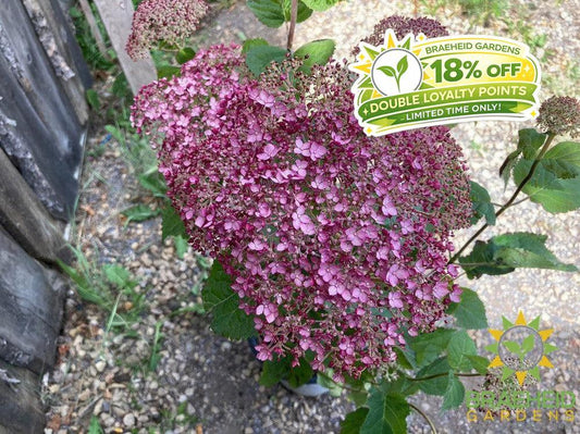 Incrediball® Blush Hydrangea