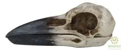 Raven Skull Box C/24