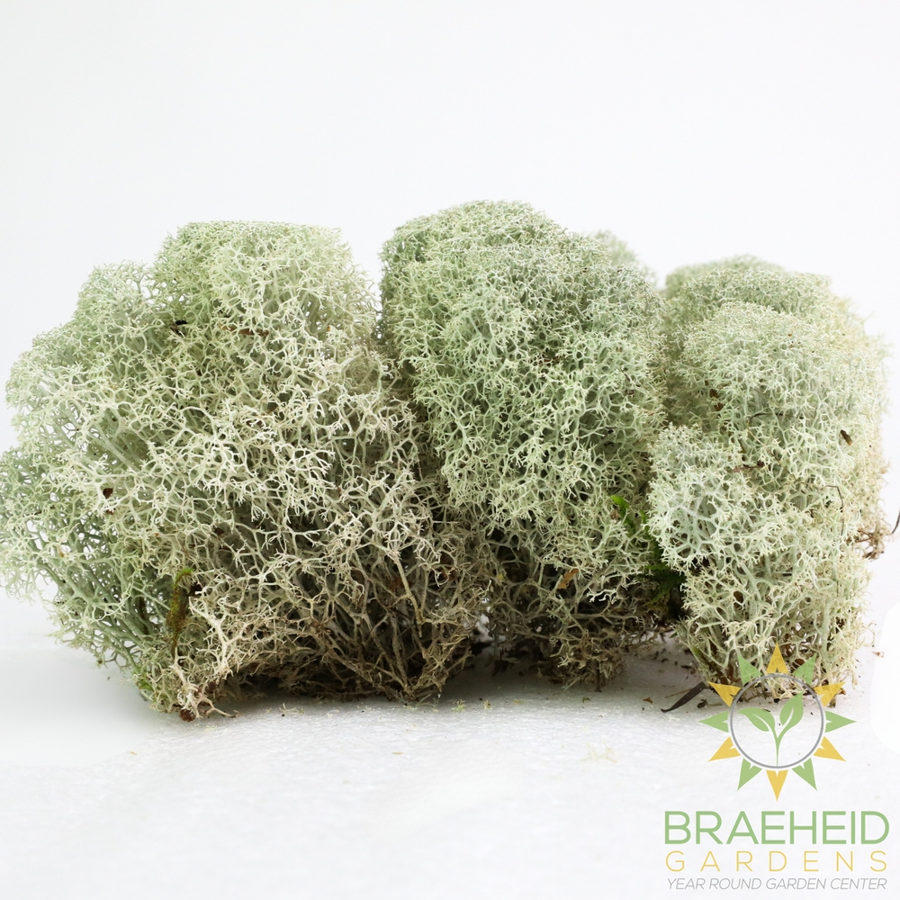 Natural Canadian Reindeer Moss - Revita-Moss