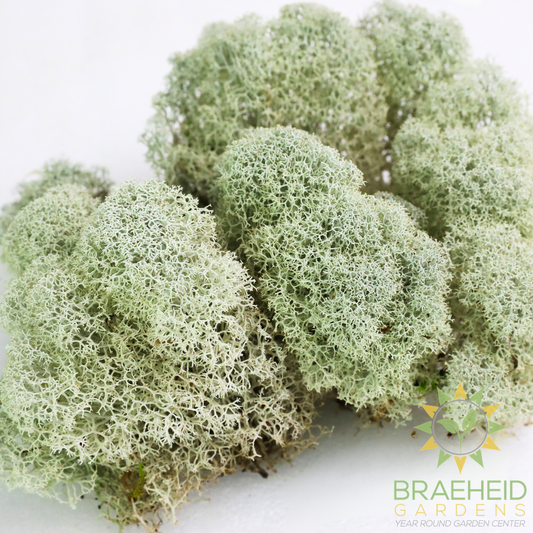 Natural Canadian Reindeer Moss - Revita™-Moss