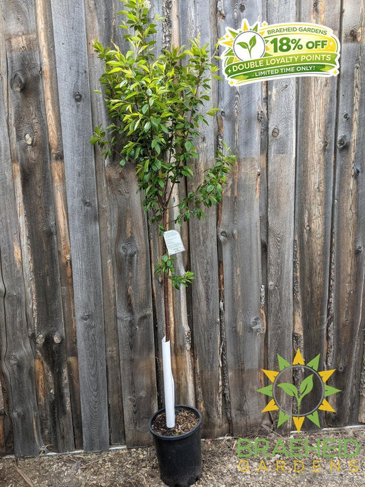 Ming Cherry Tree- Tree for sale, Grown in Grande Prairie -Braeheid Gardens Ltd. on Emerson Trail