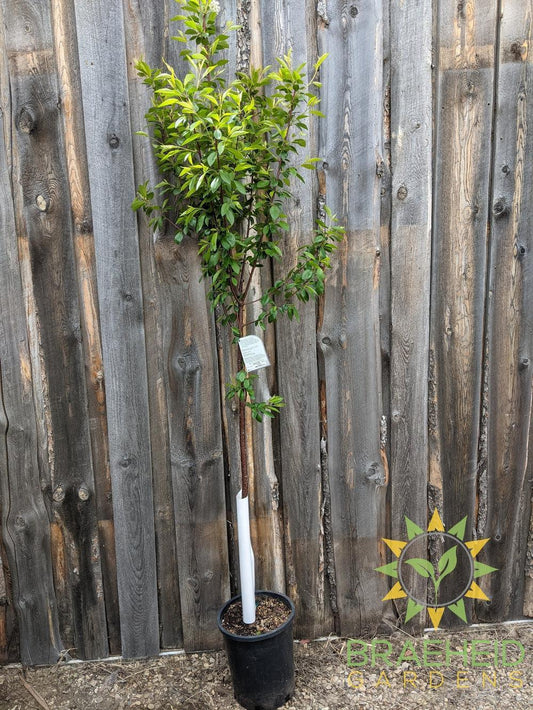 Ming Cherry Tree- Tree for sale, Grown in Grande Prairie -Braeheid Gardens Ltd. on Emerson Trail