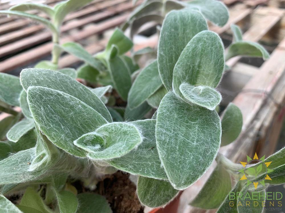 Tradescantia sillamontana White Velvet