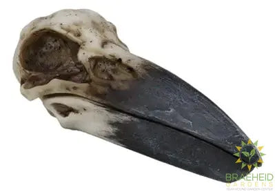 Raven Skull Box C/24