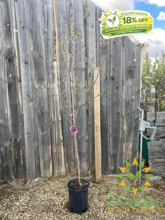 Superior Plum- Tree for sale, Grown in Grande Prairie -Braeheid Gardens Ltd. on Emerson Trail