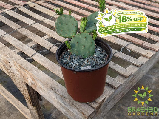 Opuntia Humifusa - Cold Hardy