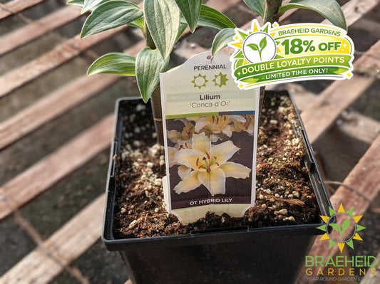 Lilium Tiger Lily 'Conca d'Or' -NO SHIP-