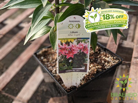 Lilium Tiger Lily 'After Eight' -NO SHIP-