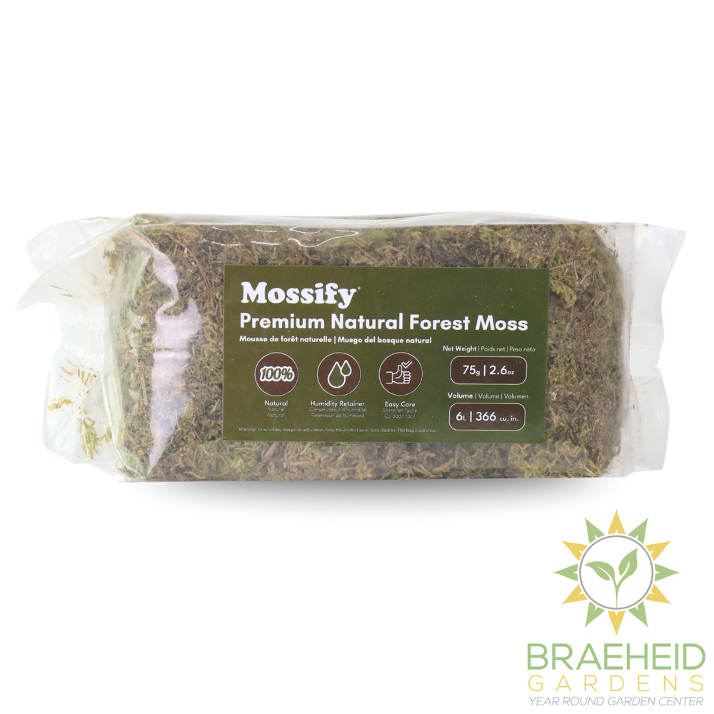 Premium Natural Forest Moss