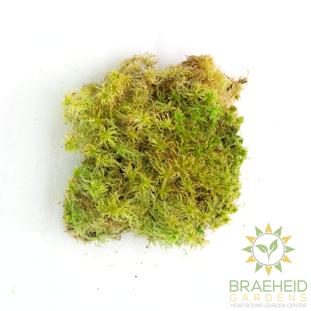 Natural Canadian Sphagnum Moss - Revita-Moss
