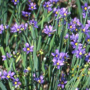 Idaho Blue-Eyed Grass