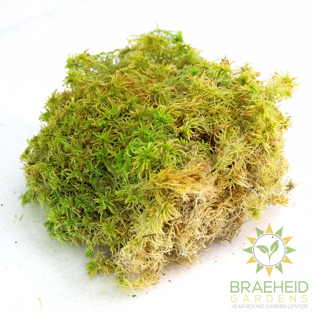 Natural Canadian Sphagnum Moss - Revita-Moss
